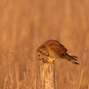 Kestrel breakfast