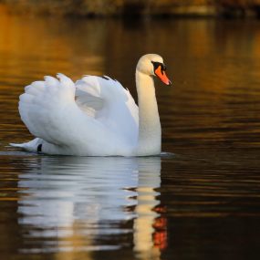 Swan gliding