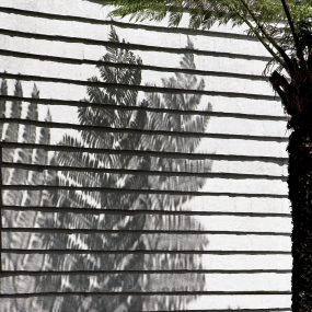 3 Hermon D_Tree Fern Brisbane_MP Shadow_Apr 20