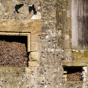 Jackdaws nest in Donnington Castle, Spring 2020