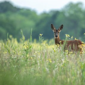 01-Wild-Helen–Lewelyn