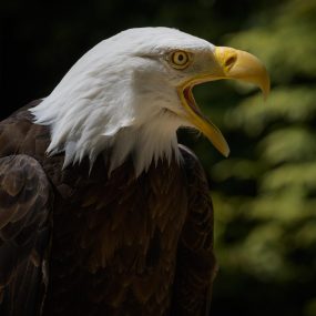 Dave_Eagle_HCT_04